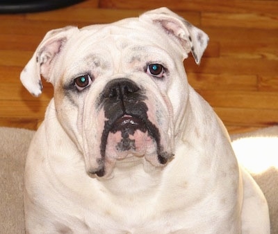 Close Up - The front left side of a white English Bulldog that is sitting on a dog bed, its head is slightly tilted to the left and it is looking forward.